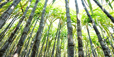 10 Health Benefits of Sugarcane Juice (in 2022)