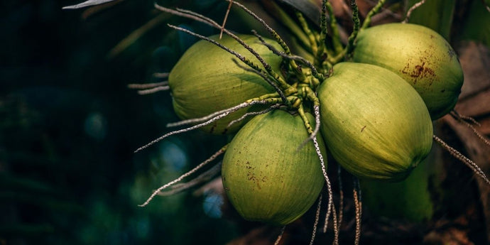 Benefits of Coconut Water and why you should have it everyday (in 2022)